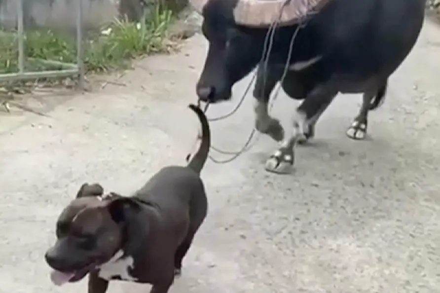 ▲一隻矮小的鬥牛犬帶頭「遛水牛」引發話題。（圖／翻攝自影片）