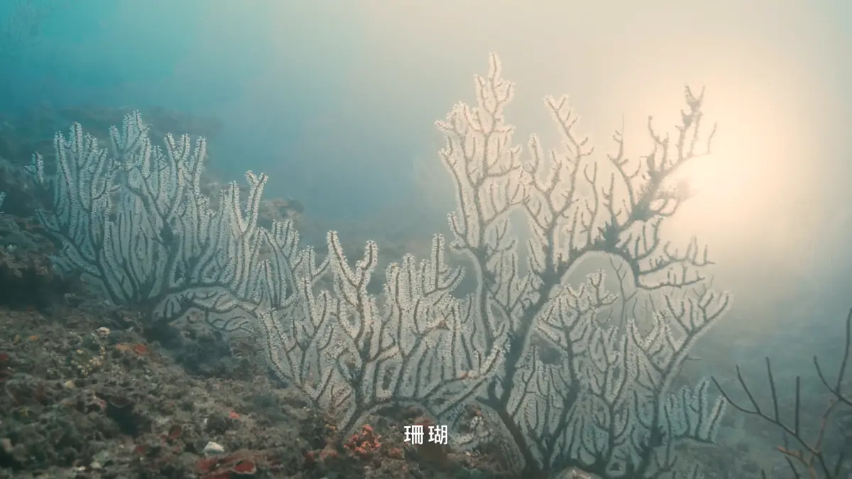 ▲台電強調，原本生長在電廠前方那些需要多年形成的生態聚落，不會因為改建計畫而受到影響。（圖／取自台電影片）