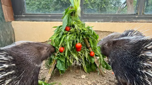 壽山動物園聖誕秀創意　點心聖誕樹動物大快朵頤
