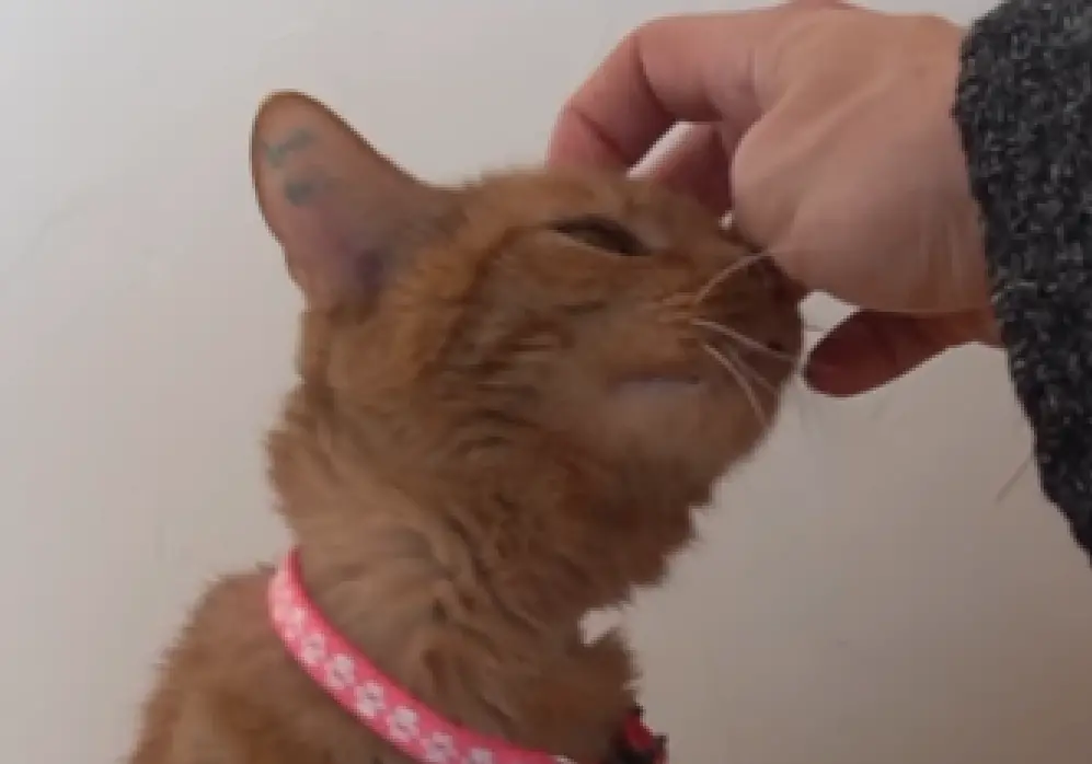 ▲實驗室橘貓11-245被救援出來後，終於第一次慶祝生日、吃貓罐頭，開心的模樣讓人又融化又心疼。（圖／取自IG＠whitecoatwaste）