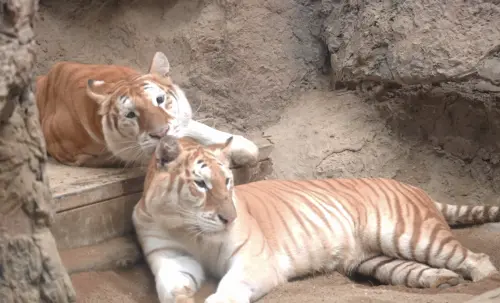 泰國清邁夜間動物園黃金虎姐妹花爆紅 帶動園區觀光熱潮