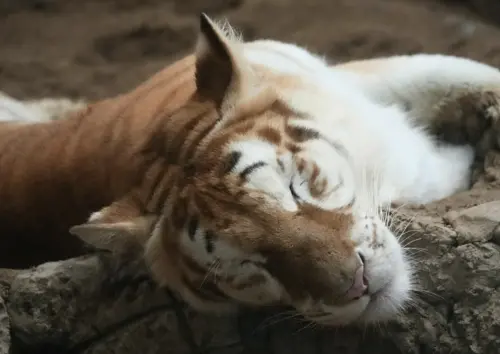 ▲清邁夜間動物園的黃金虎很像大橘貓。（圖／翻攝自Chiang Mai Night Safari臉書）