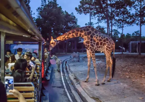 ▲清邁夜間動物園可親自餵食長頸鹿，體會野生動物的魅力。（圖／翻攝自Chiang Mai Night Safari官網）