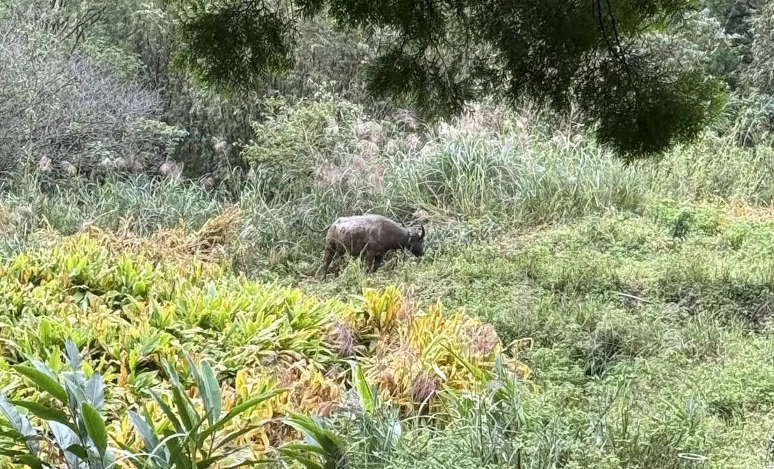 ▲台灣動物保護行政監督聯盟和台北市士林平等里，日前進行「家戶動物調查」，發現台北市陽明山竟出現「流浪水牛」，把農民種植的高冷蔬菜吃光光，當地居民不堪其擾。（圖／台灣動物保護行政監督聯盟提供）