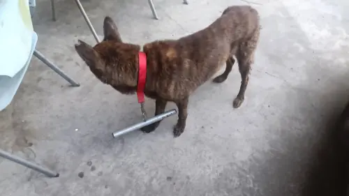 ▲為了防止回置的犬隻再發生追車咬人意外，台南市動保處研發出「矯正器」掛在浪浪脖子上。（圖／台南市動保處提供。）