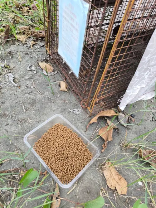 ▲部分愛爸愛媽常在路邊放置狗食，不但造成環境髒亂，更容易引起人犬衝突。（圖／記者王郁勳攝。）