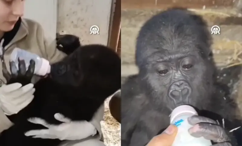 ▲小猩猩獲救後，由專業的動物專家負責照顧。（圖／翻攝自turkiyetoday）