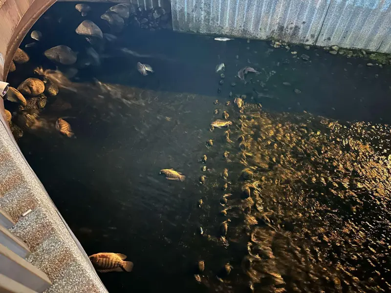 ▲台中市綠川在平安夜出現大量死魚。（圖／翻攝台中市議員黃守達臉書，2024.12.25）