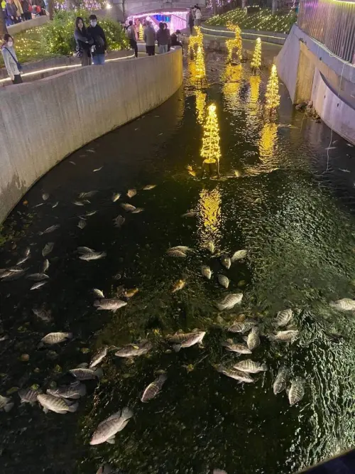 平安夜綠川魚群全翻肚!中市府:耶誕嘉年華燈飾未漏電 ▲台中耶誕嘉年華的綠川燈區,昨晚出現大量死魚。(圖/翻攝爆料公社,2024.12.25)