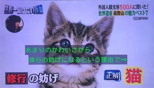 ▲日本知名佛教聖地「高野山」為世界遺產之一，早期曾有規定禁止貓咪入山，原因並非不吉利，而是「貓咪實在太可愛了」，會妨礙到僧侶修行。（圖／翻攝自X）