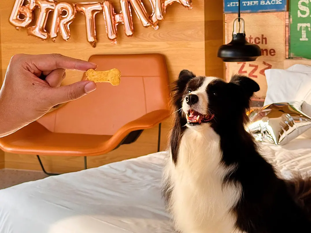 ▲高雄英迪格酒店推出「INtopia 寵物友善住房專案」。（圖／高雄英迪格酒店提供）