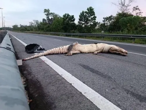 恐怖巨鱷上高速公路遭輾過！休旅車撞上前輪全毀了　震撼畫面瘋傳
