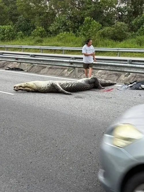 ▲車禍發生後，鱷魚很快就已經沒了生命跡象。（圖／翻攝臉書）