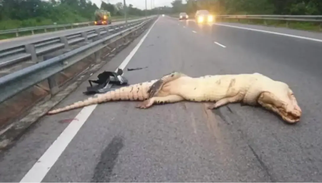▲ 一隻巨型鱷魚爬上文萊的高速公路，被車撞死。（圖／翻攝自影片）