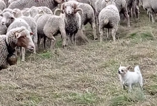 ▲近期在國外，就有一隻吉娃娃竟然成為牧羊犬，賣力驅趕上千羊群「吉度認真」。（圖／翻攝Tiktok＠dampatenlair）