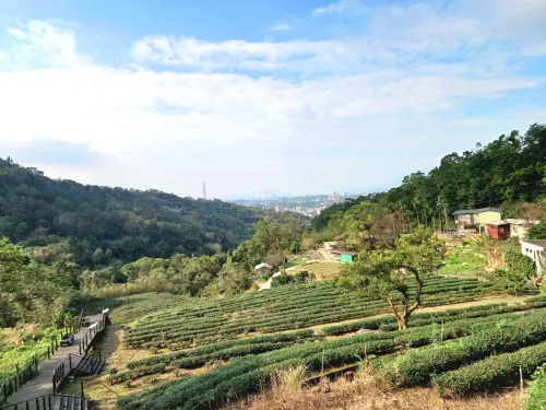 ▲貓空水土保持茶園可以看到整片茶山風光，也可遠眺台北市區。（圖／取自台北市大地處官網）