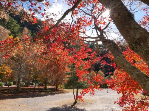 ▲今年楓葉紅得晚，武陵農場目前正是賞楓期的尾聲。（圖／武陵農場提供提供，2024.12.30）