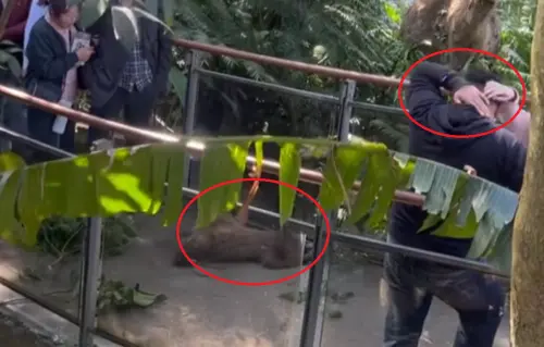 樹獺失足從樹上摔落！遊客頭部遭砸中痛到狂揉　北市動物園回應了
