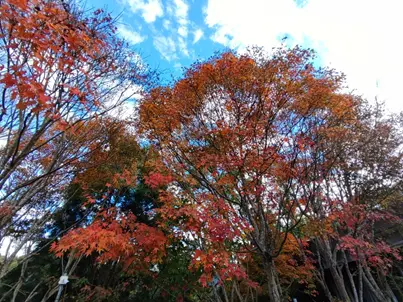 ▲東勢林場的楓葉美景每年吸引大批遊客，尤其是每年12月，火紅的楓葉讓人目不暇給。（圖／東勢林場提供）