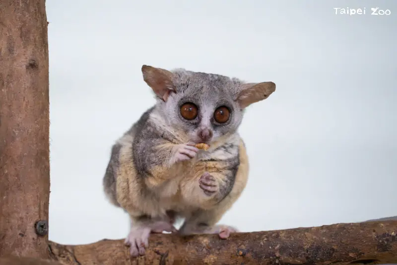 北市動物園迎新朋友！穿山甲館夜行動物區「嬰猴」　1/1正式亮相