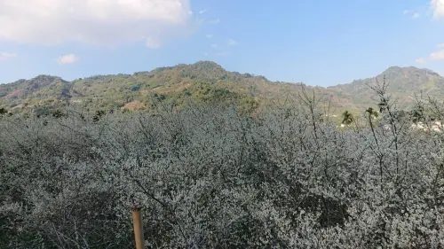 中市新社季節限定美景　漫步花海間
