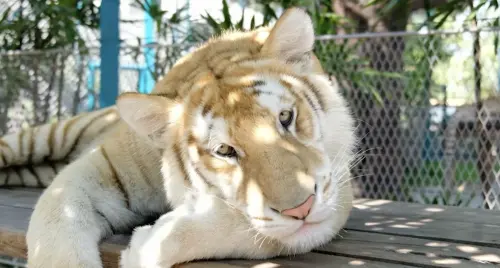 ▲住在泰國芭達雅「老虎公園（Tiger Park Pattaya Zoo）」的金色老虎蘇德（Sudkhet）在侏儒河馬彈跳豬（Moo Deng）爆紅後成為最新的動物明星。（圖／翻攝自影片）