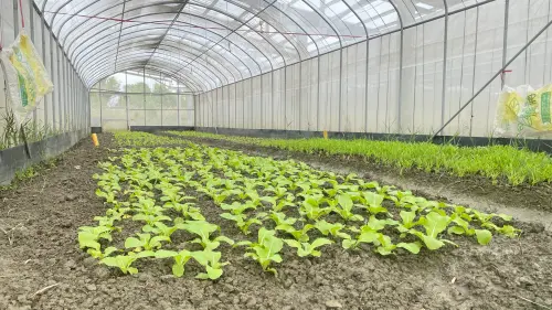 ▲茂正綠能教育園區之溫網室農電試驗區，歷經雨勢及天然災害侵襲，迎來第一批100斤蔬菜收成。
