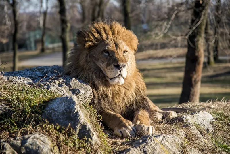 ▲烏茲別克一名私人動物園的男性管理員，打開獅籠的閘門孤身進入籠內，全程他還用相機自拍，結果籠內獅子突然失控，把管理員活活咬死。（示意圖／翻攝自Pixabay）