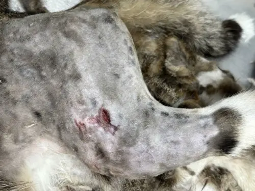 ▲遭咬浪貓負傷送醫，仍不幸死亡。（圖／新北市動保處）