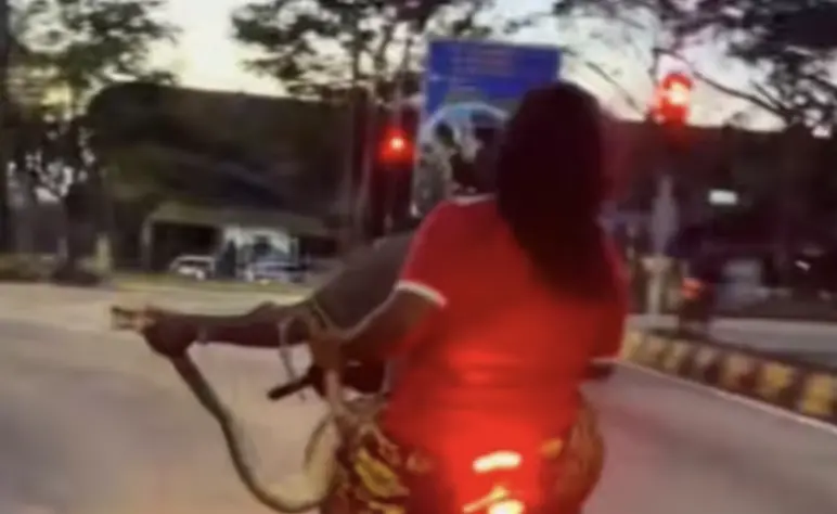 ▲一對夫妻發現家中有蛇而通知消防單位，但消防員遲遲未到，只好自己生擒蟒蛇送往消防局。（圖／翻攝自TikTok）