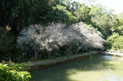 ▲梅樹林綻放如雪，是創辦人年少時白梅漫天飛舞而來的相思。（圖／華陶窯提供）