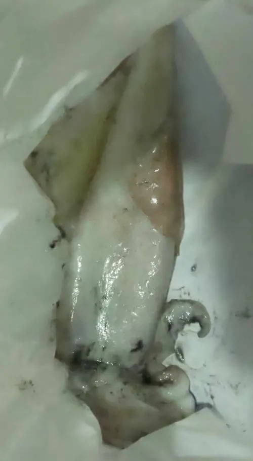 日本出口「生鮮烏賊(FRESH SQUID)」檢出重金屬含量不符規定 ▲日本出口「生鮮烏賊(FRESH SQUID)」檢出重金屬含量不符規定。(圖/食藥署)