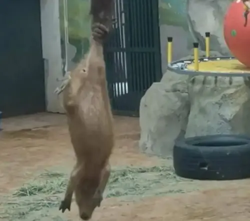 天津動物園傳職場霸凌！水豚疑遭猩猩欺負、玩弄　園方：已分開養
