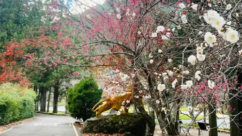 ▲武陵農場的梅花季正盛開（右起）、早櫻已先掛枝頭。今年冷得晚，紅色的楓葉尚未落盡。（圖／記者顏幸如攝，2025.01.09）