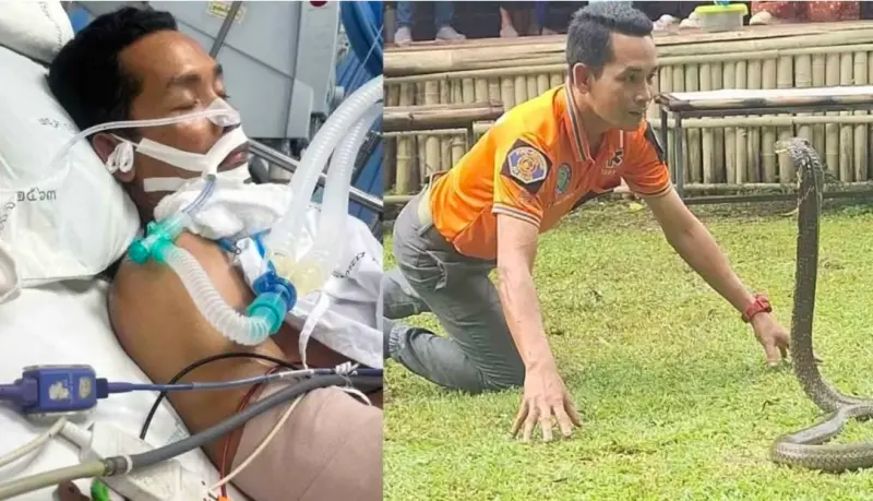 ▲一名泰國捕蛇專家被蛇咬傷，手臂恐面臨截肢。（圖／翻攝自臉書）