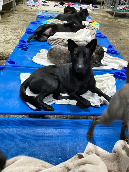 ▲棉被除了丟垃圾外，其實還能捐給流浪動物協會，幫流浪動物過冬，但捐之前要先詢問有沒有需求喔。（圖／張媽媽流浪動物之家臉書）