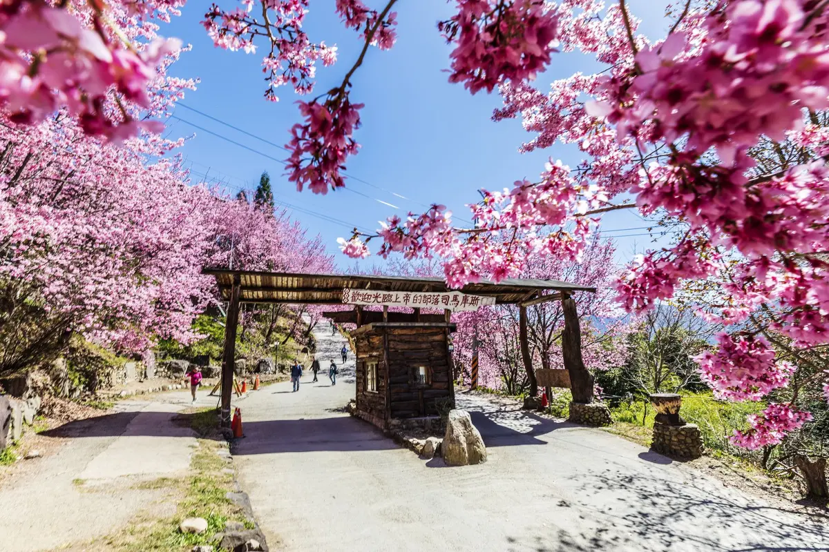 ▲2025司馬庫斯櫻花季2/8登場。（圖／新竹縣政府，羅浚濱提供）