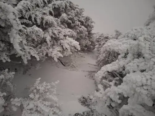 ▲玉山氣象站昨（11日）晚間9時35分至11時50分，長達135分鐘降雪。（圖／中央氣象署提供）