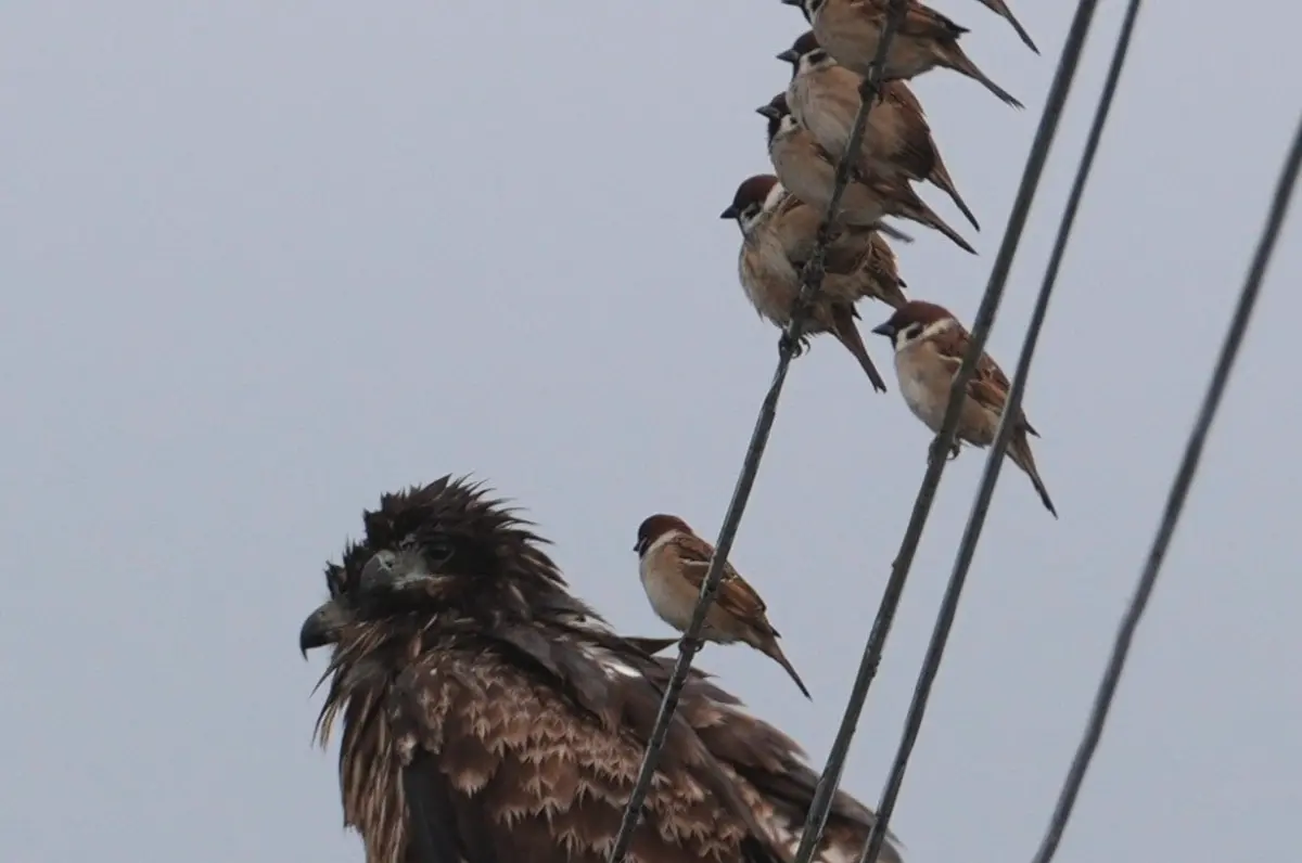 ▲一處電線上有多隻麻雀正在休息，隔不到幾公分卻站著2隻「超巨大猛禽」，散發出滿滿霸氣，和嬌小的麻雀產生強烈的反差感。（圖／翻攝自X）