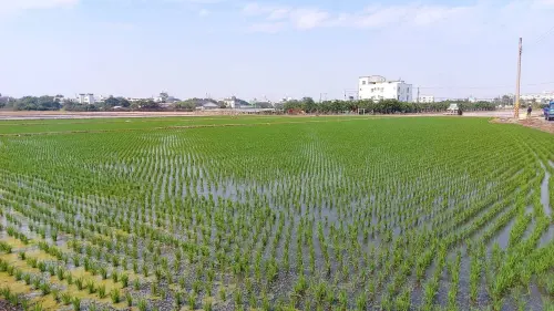 ▲因目前水情穩定，曾文及烏山頭水庫灌區的一期稻作，預計自1月底開始供灌，後續也將視降雨量、水庫蓄水量及作物生長情形機動調配供灌。（圖／南市府提供）