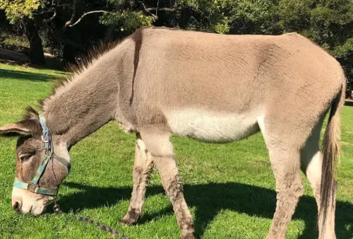 《史瑞克》驢子原型「佩里」遭安樂死！心碎原因曝光：真的盡力了
