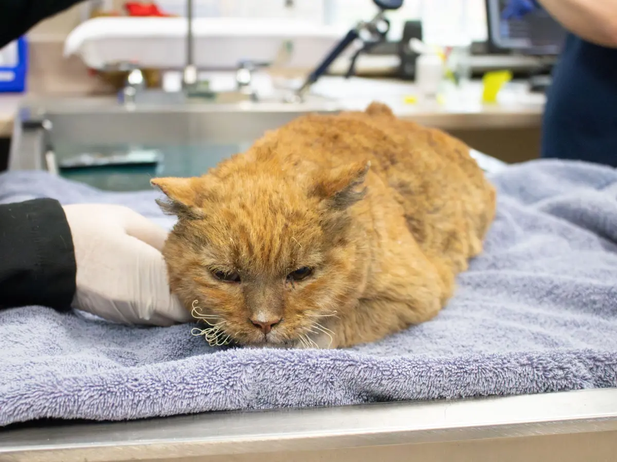 ▲因洛杉磯野火受傷的貓咪被送進收容所安置。（圖／擷取自Pasadena Humane臉書粉專）