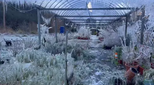 寒流太冷路面恐結冰　武陵農場「賞櫻專車」5路線這2天停開可退票
