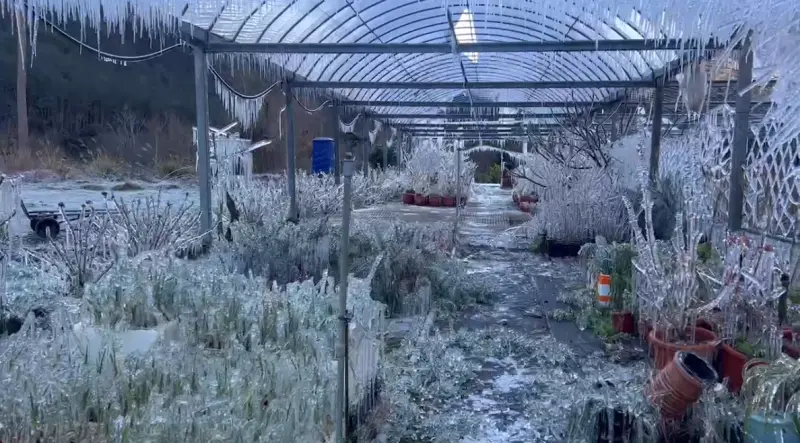 ▲武陵農場藤花園整片急凍結冰。（圖／武陵農場提供）