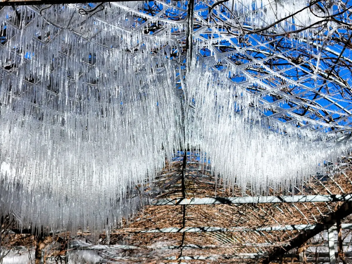 ▲受到強烈冷氣團影響，武陵農場今晨氣溫為-3.2度，藤花園整片急凍結冰，雪白美景吸引遊客興奮拍照打卡。（圖／武陵農場提供）