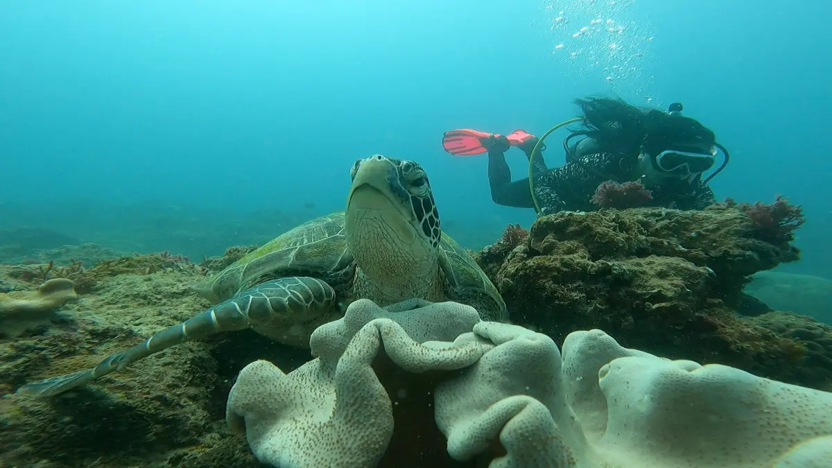 ▲2019年8月，日籍遊客鯨井亮治在到屏東後壁湖潛水溺斃，家屬跨海求償，屏東地院判潛水林姓教練夫妻及其公司，需賠償2073萬餘元，全案可上訴。（示意圖，非當事畫面／讀者提供）