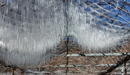 寒冬限定美景!武陵農場零下3.2度 冰晶簾長逾50公分 ▲武陵農場內的藤花園,水氣結成一根根長逾50公分的冰柱,形成難得的冰晶簾美景。(圖/武陵農場提供,2025.01.13)