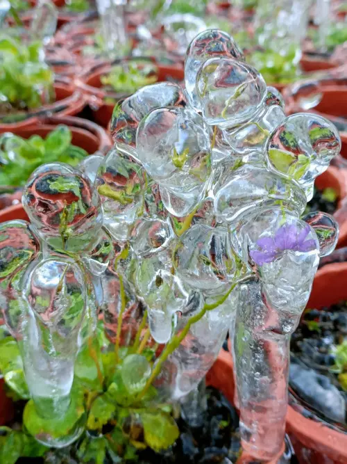 寒冬限定美景!武陵農場零下3.2度 冰晶簾長逾50公分 ▲草地上的露水因氣溫太低結冰,將葉子裹成晶瑩剔透的模樣。(圖/武陵農場提供,2025.01.13