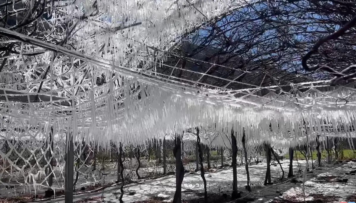 ▲武陵農場內的藤花園，水氣結成長長的冰柱，形成難得的冰晶簾美景。（圖／武陵農場提供，2025.01.13）