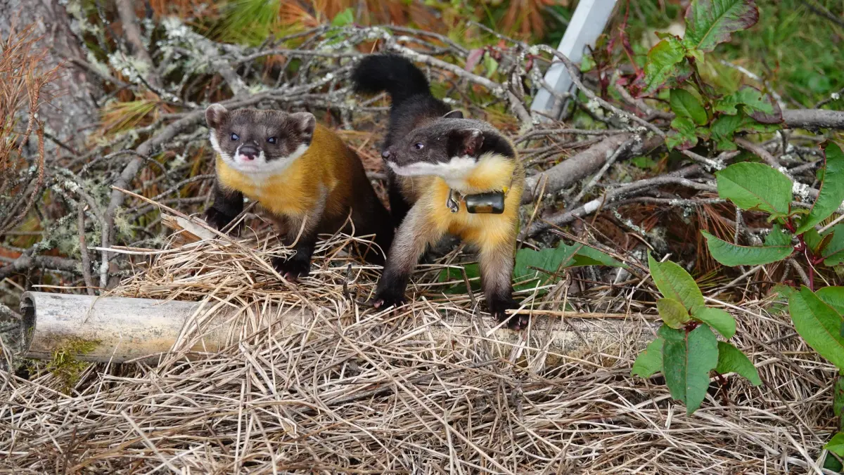 ▲黃喉貂是臺灣特有亞種，目前為第3級保育類野生動物，主要分布在台灣海拔300至3,900公尺的原始森林中。（圖／翻攝玉山國家公園臉書）